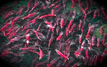 Pacific salmon life cycle and rainbow trout behavior patterns in Alaska rivers